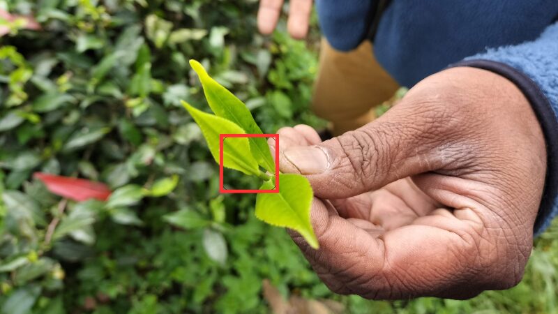 ヌワラエリアの紅茶（筆者A撮影）