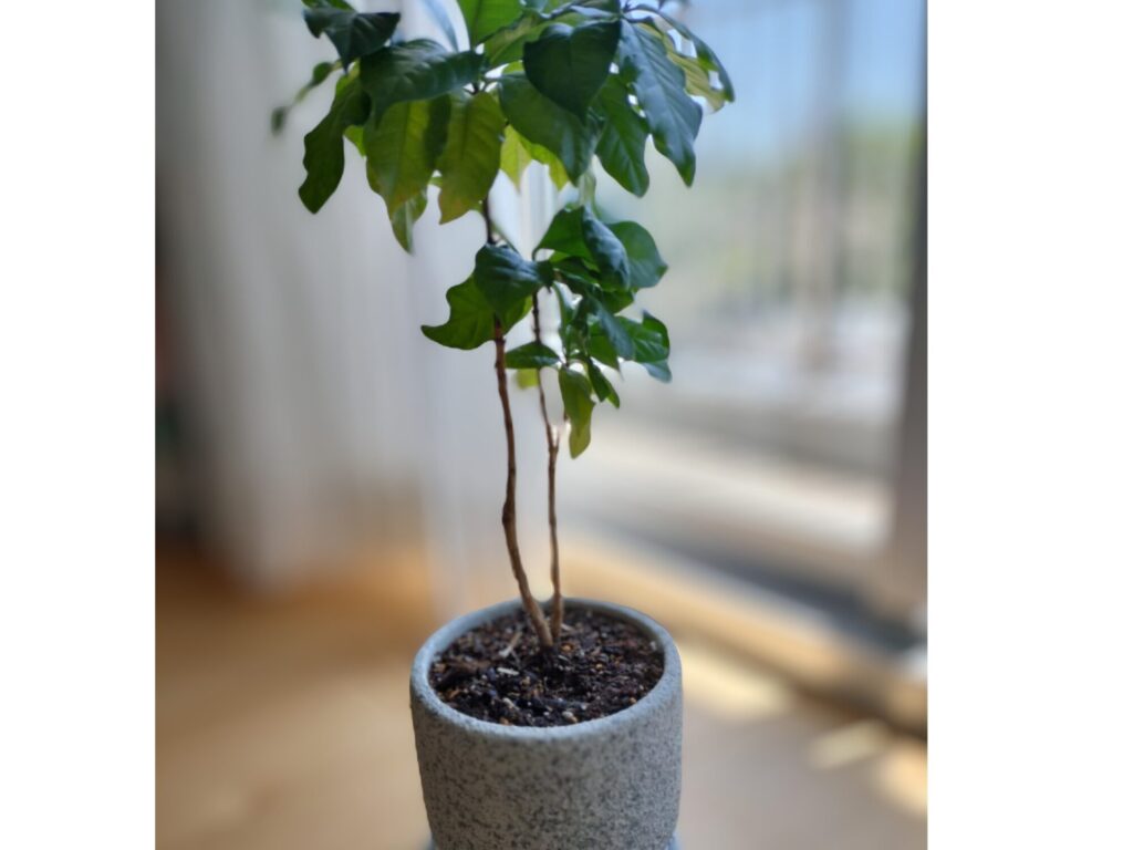 走らない日も大切に。気持ちをリセットする7つの習慣 観葉植物を育てる