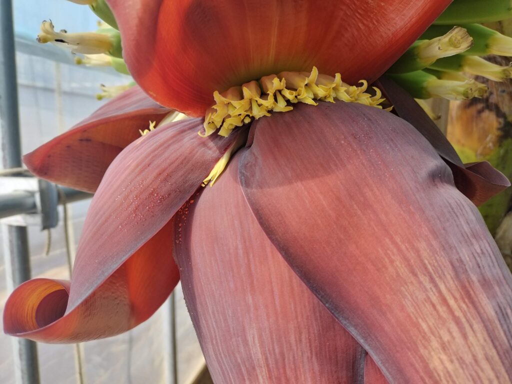 筆者A撮影:農園の入口壱岐島 BANANA OASIS 有機バナナ農園 バナナの花
