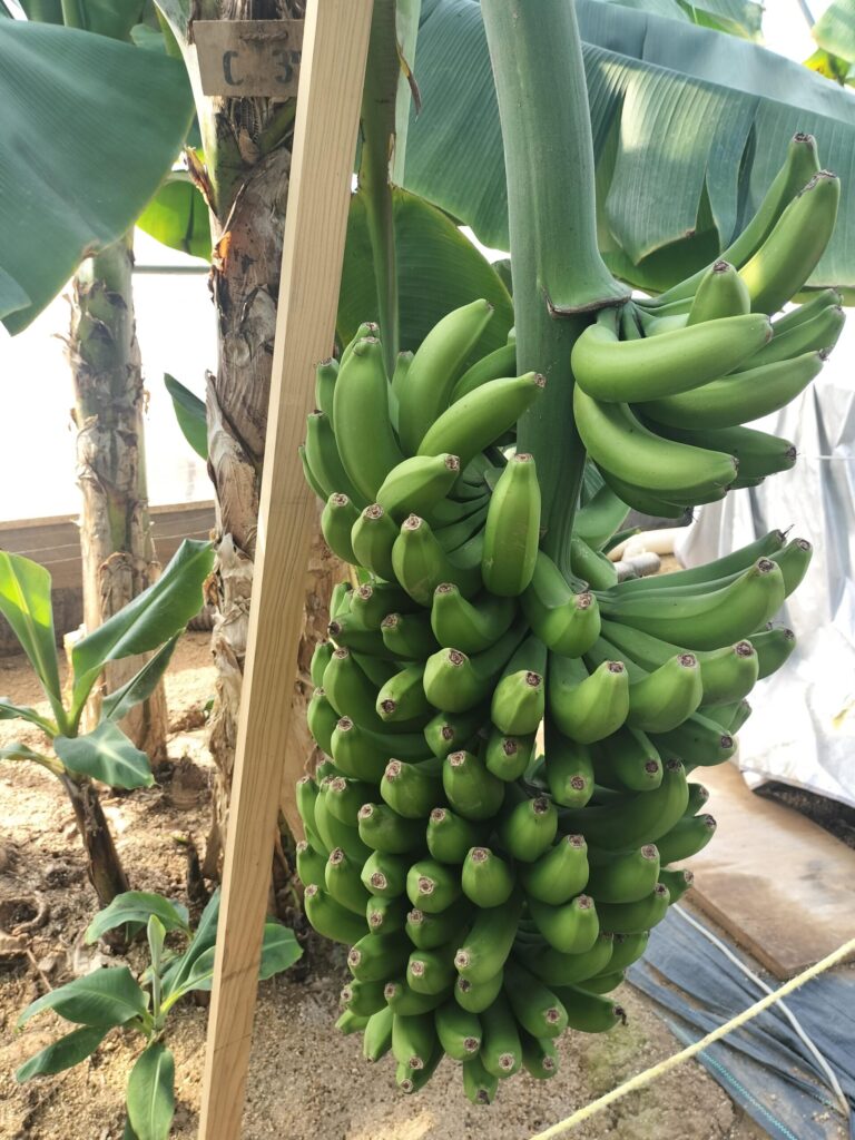 筆者A撮影:農園の入口壱岐島 BANANA OASIS 有機バナナ農園