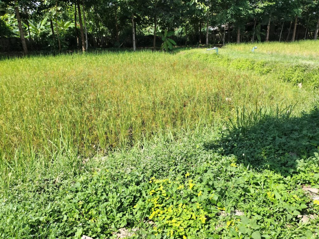 筆者A撮影:Thai Farm Cooking School農園で育てているお米