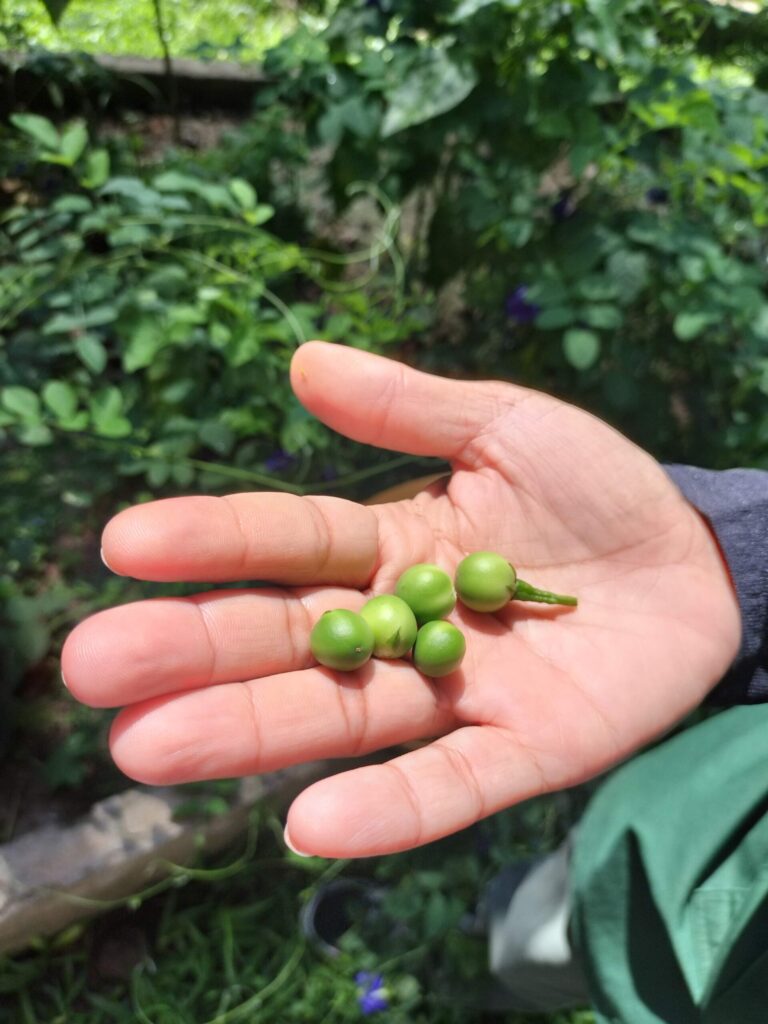 筆者A撮影:タイのナス(bitter eggplant)(Thai Farm Cooking Schoolの農園にて)