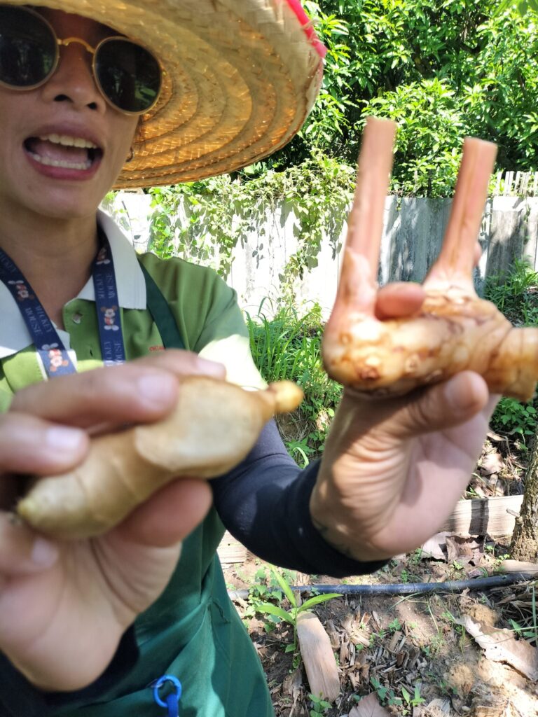 筆者A撮影:普通のショウガ(左)タイのショウガ(右)(Thai Farm Cooking Schoolの農園にて)