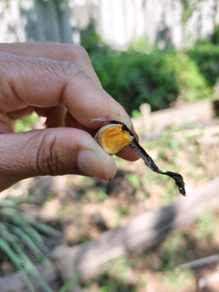 筆者A撮影:ターメリック(Thai Farm Cooking Schoolの農園にて)