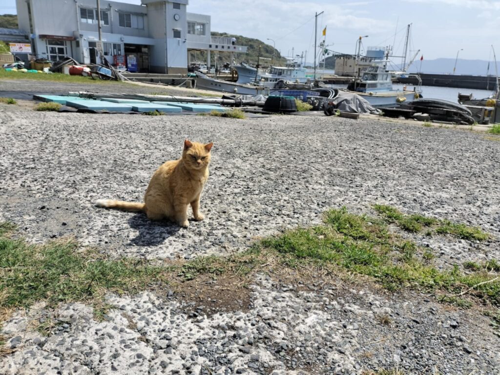 筆者A撮影:相島は猫の島