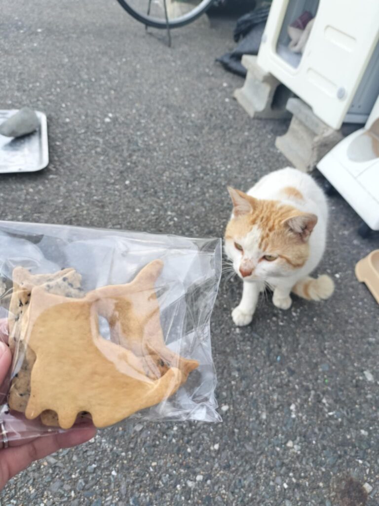 筆者A撮影:玄界島にゃる's COFFEEの看板猫と猫クッキー。一匹だけではなくたくさん猫はいるよ。