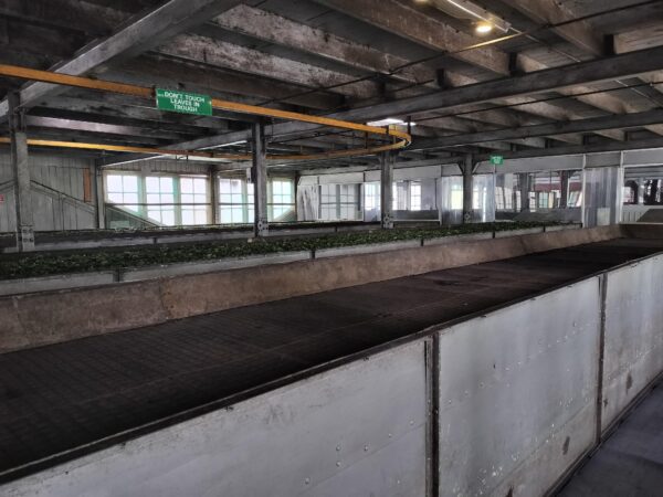 Damro Tea Factory Labookellie Tea Lounge ダムロ・ティーファクトリー葉を乾燥中。機会は、統治時代のものを大切に使っています。（筆者A撮影）
