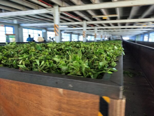 Bluefield Tea Factoryブルーフィールドティーファクトリー工場見学茶葉を乾燥中（筆者A撮影）