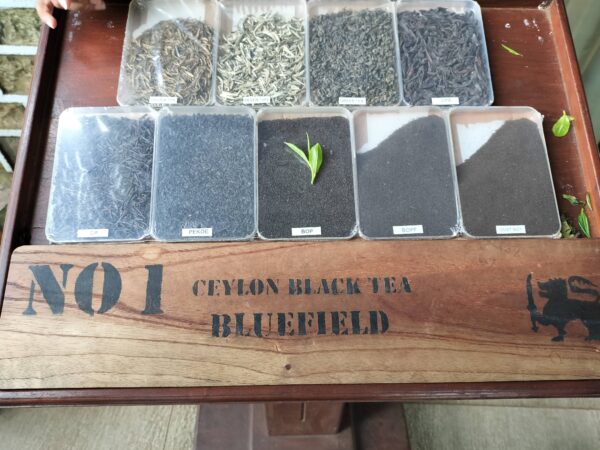 Bluefield Tea Factoryブルーフィールドティーファクトリー茶葉の種類サンプル（筆者A撮影）