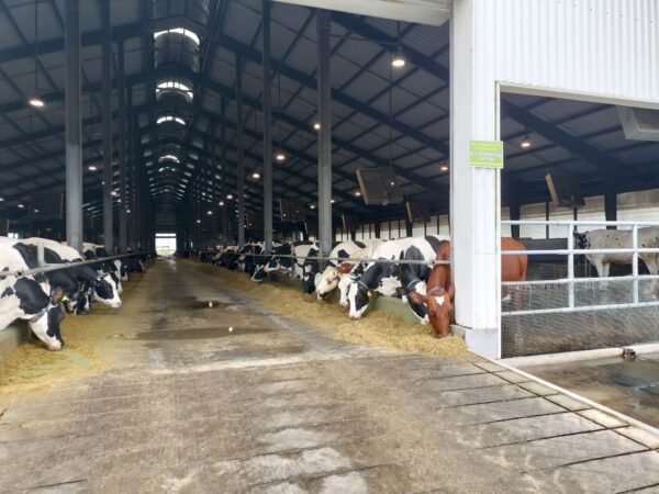 New Zealand Farm ニュージーランドファーム牛さん早速発見!(筆者A撮影)