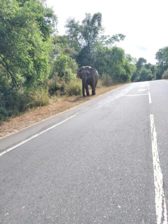 ポロナルワからダンブッラへ帰る途中に野生の像に遭遇(筆者A撮影)